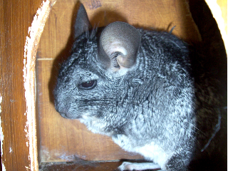 ZOCHINCH